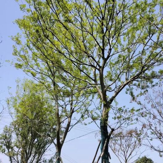 东至县朴树苗木