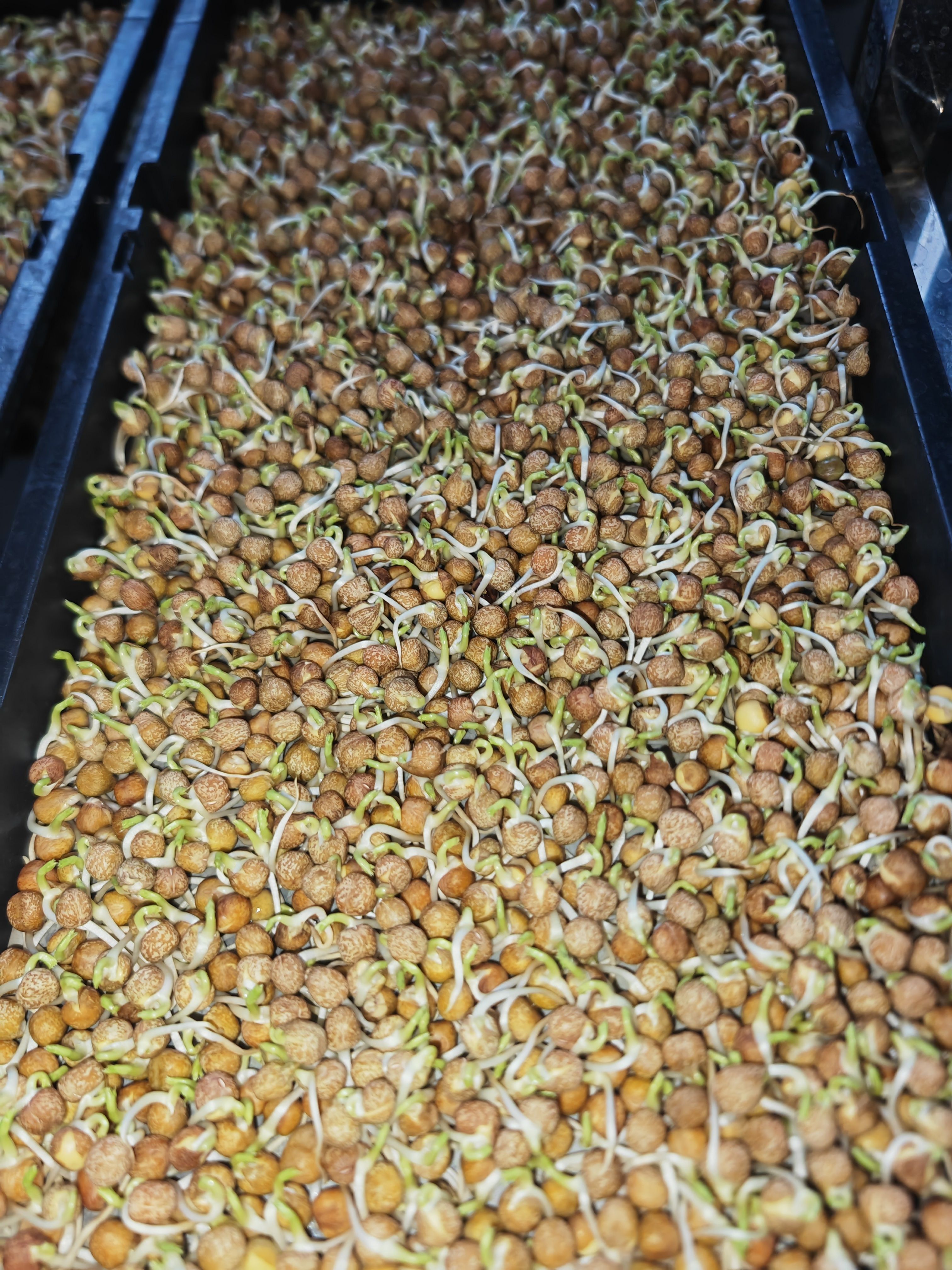 新一批豌豆芽苗，预计再有就可以收割，有需要的老板联系我