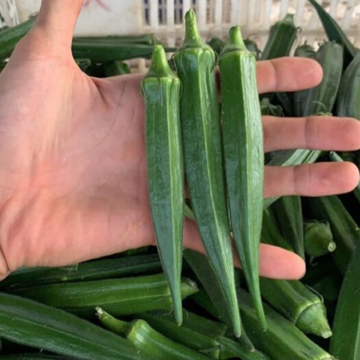 漳州秋葵