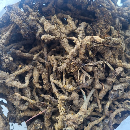 忠县黄连