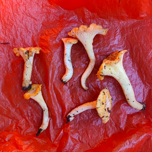 商洛新鮮雞油菌，具有特殊水果香味。
