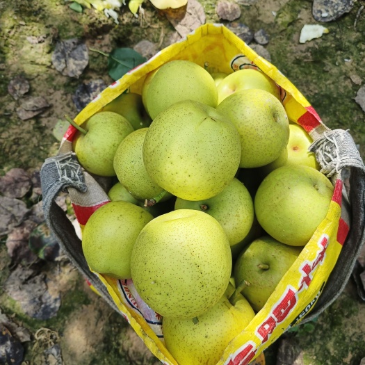 睢宁县皇冠梨 甜梨水果梨风水梨