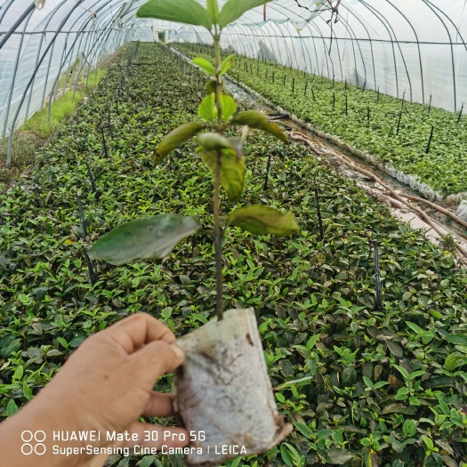 郯城县中华木绣球，也叫抖球花，耐寒耐热，适合全国栽种，庭院，别墅