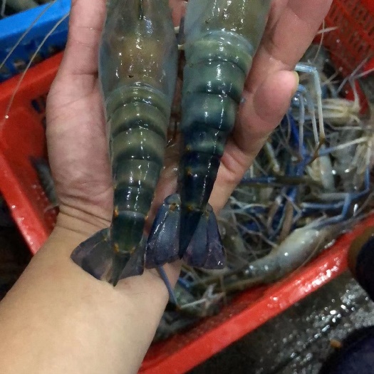 鲜活罗氏虾，省内活虾到货，省外可加工生冻，熟冻。