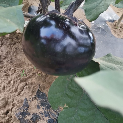 赤峰黑圓茄