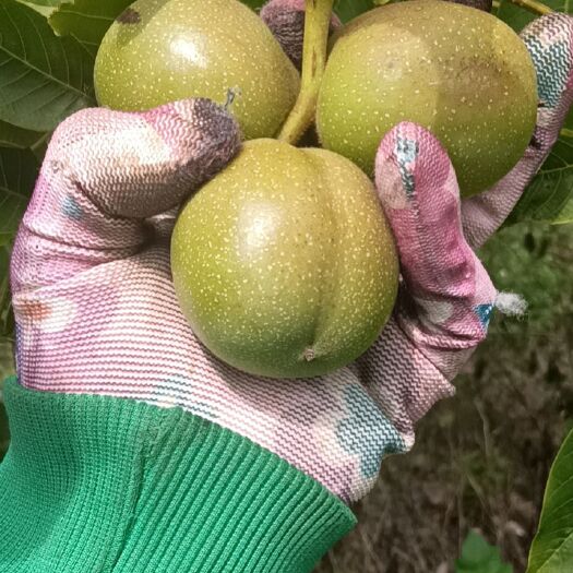 宁南县青核桃低价售卖