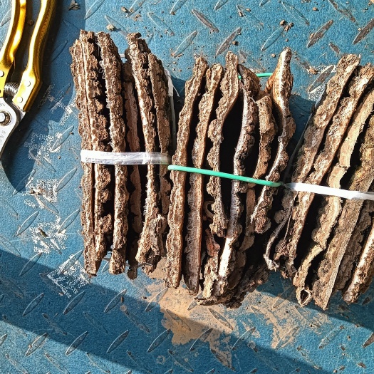 宁强县切块杜仲，各种规格懂得下手
