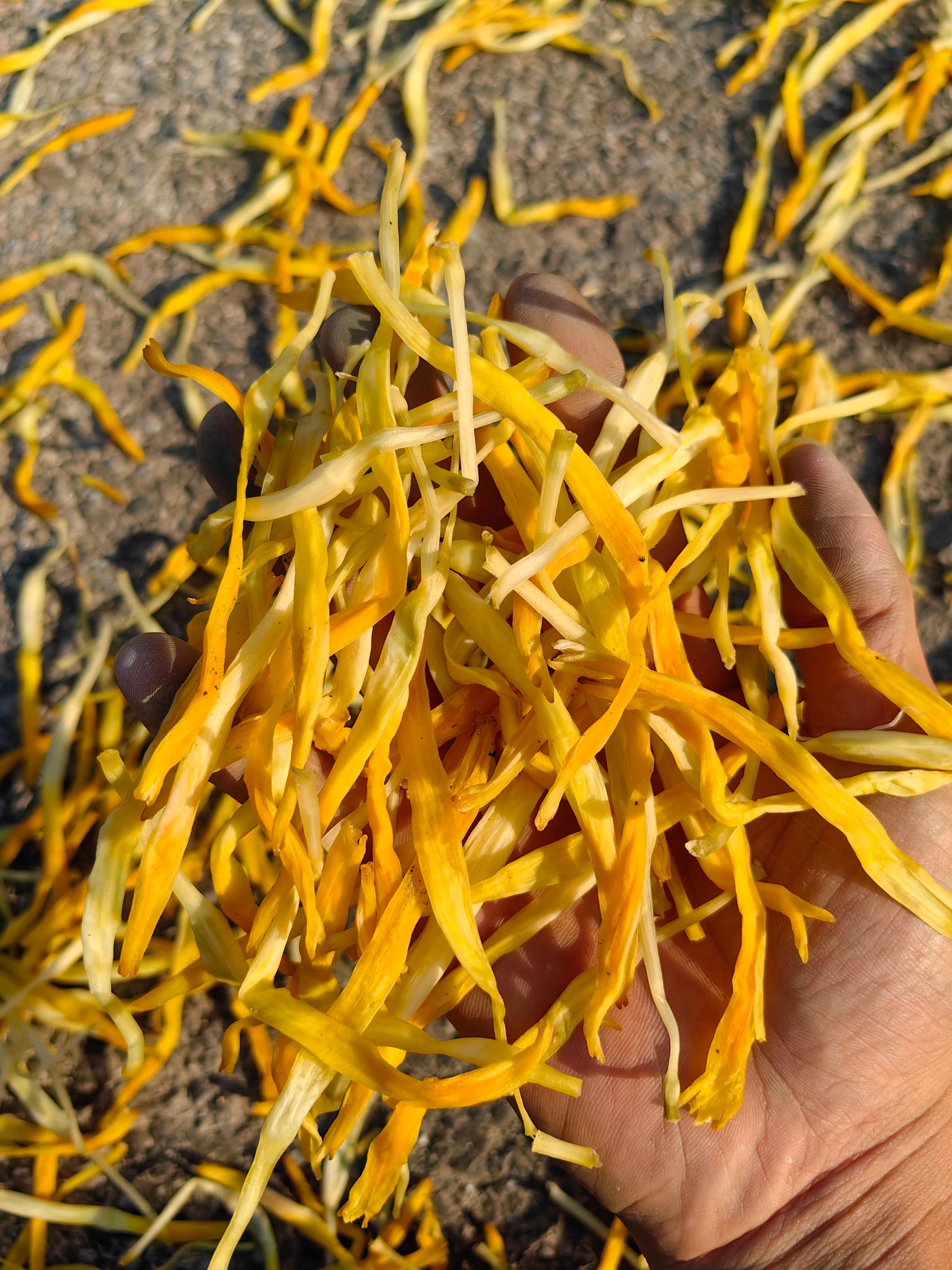 普通黄花菜  优质黄花菜全干大条菜，头茬好货