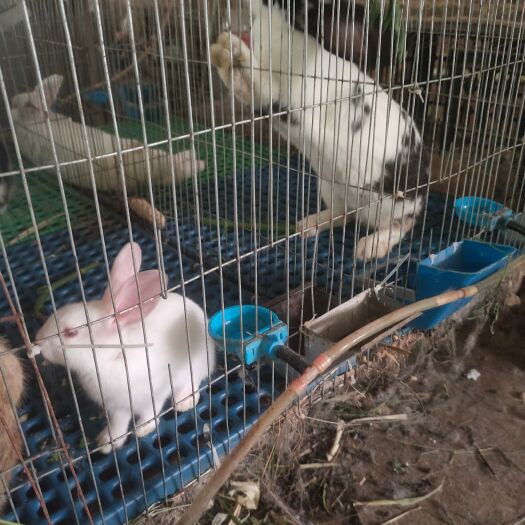 横州市肉兔