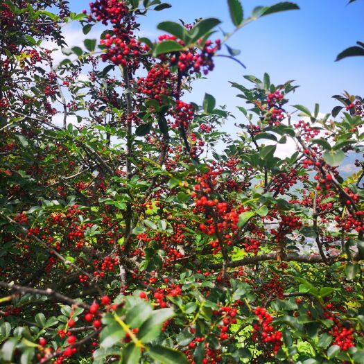 越西县大凉山花椒