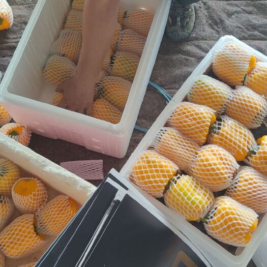 寿光市山东潍坊寿光蔬菜之乡