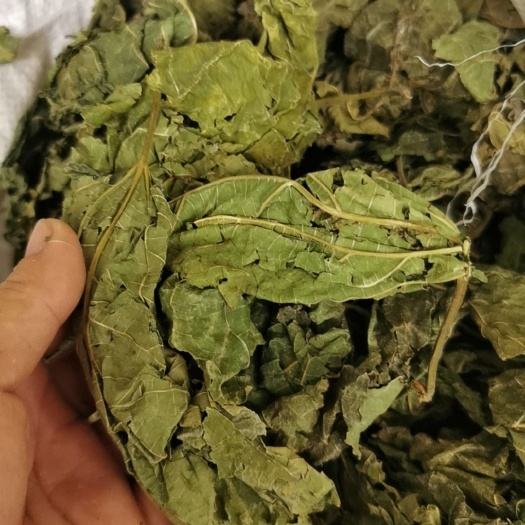 桑叶，欢迎各位前来选购，各种规格的都有！