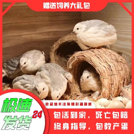 上海芦丁鸡种鸡可一件代发包邮包活