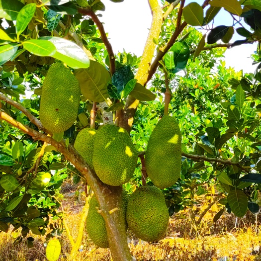 马关县菠萝蜜泰国8号