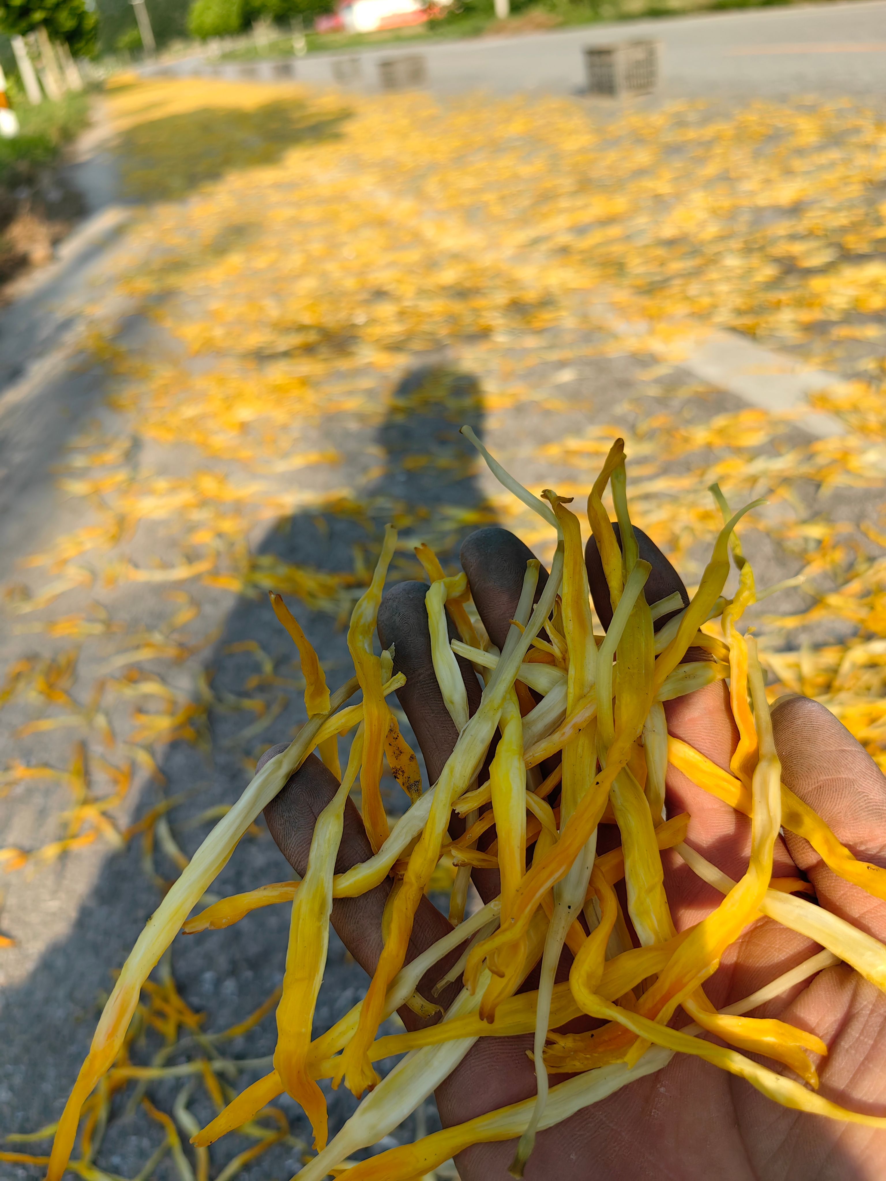 普通黄花菜  优质黄花菜全干大条菜，头茬好货