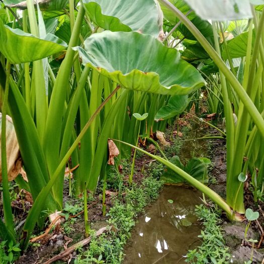全州县香芋