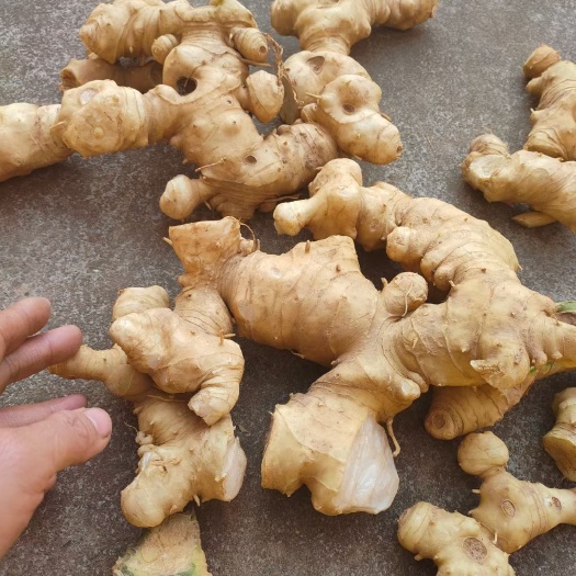 旺苍县黄精，川黄精，江种不倒苗品种