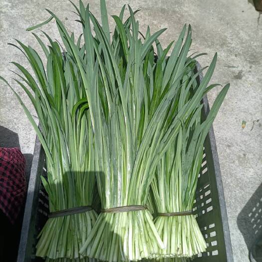 张家口韭菜现割现卖各位老板提前联系