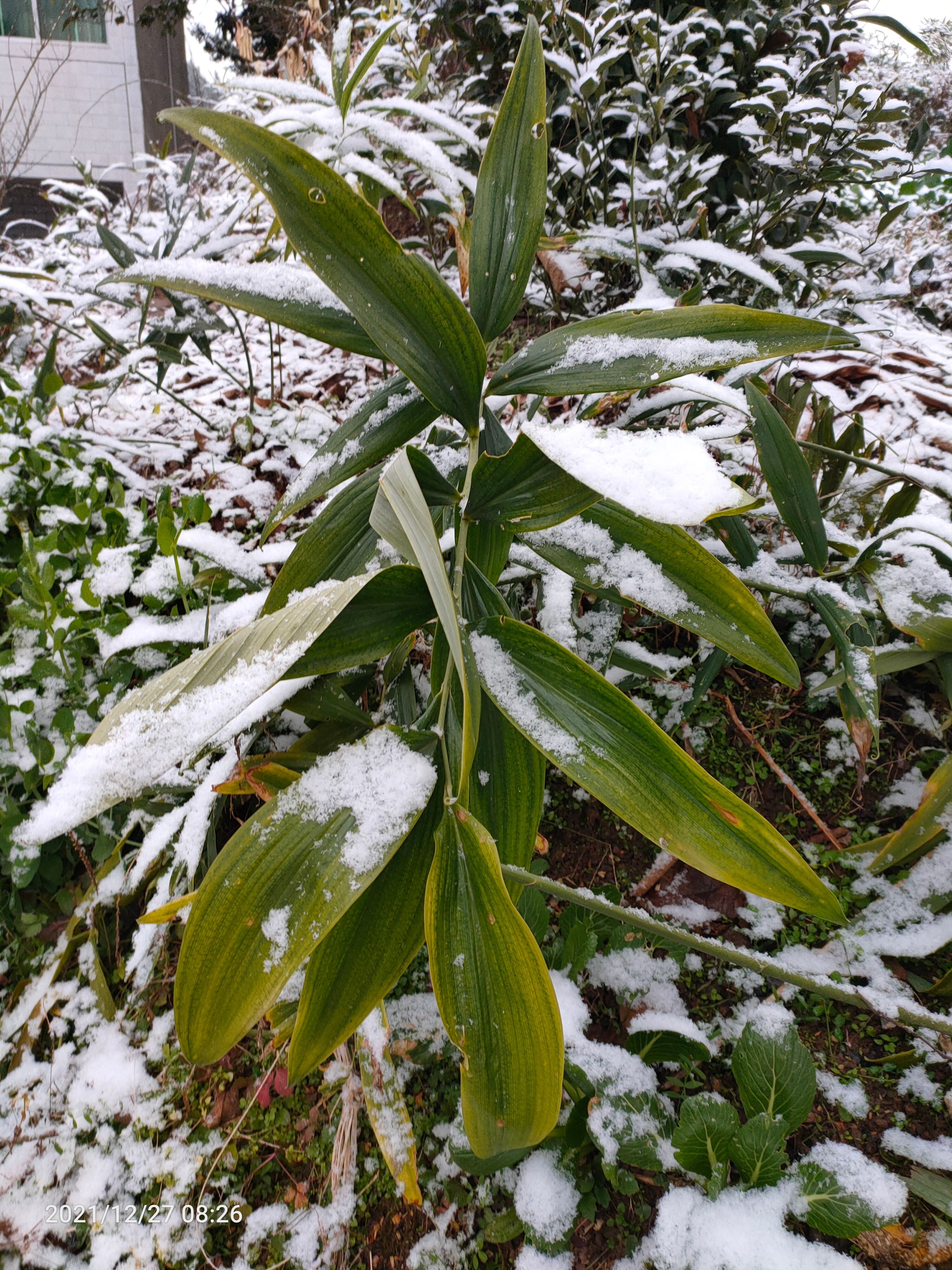 黄精，川黄精，江种不倒苗品种