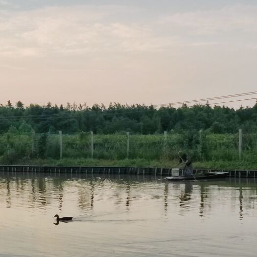 南京江宁湖熟本地巨峰葡萄