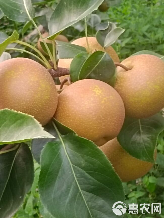 基地直供，黄花，华梨，圆黄