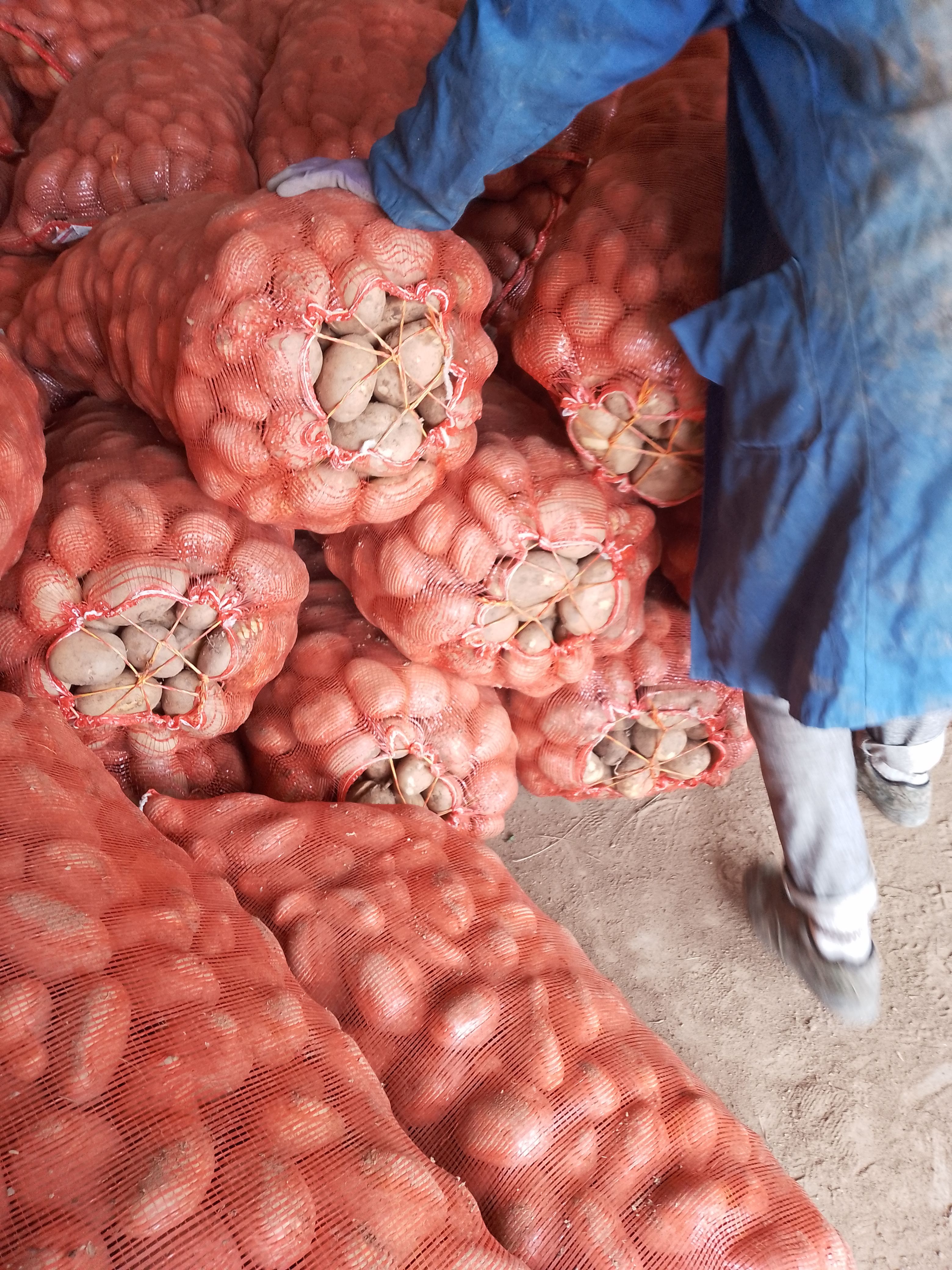 大量供应贵州3两以上黄心土豆，可以供应学校食堂，各种批发市场