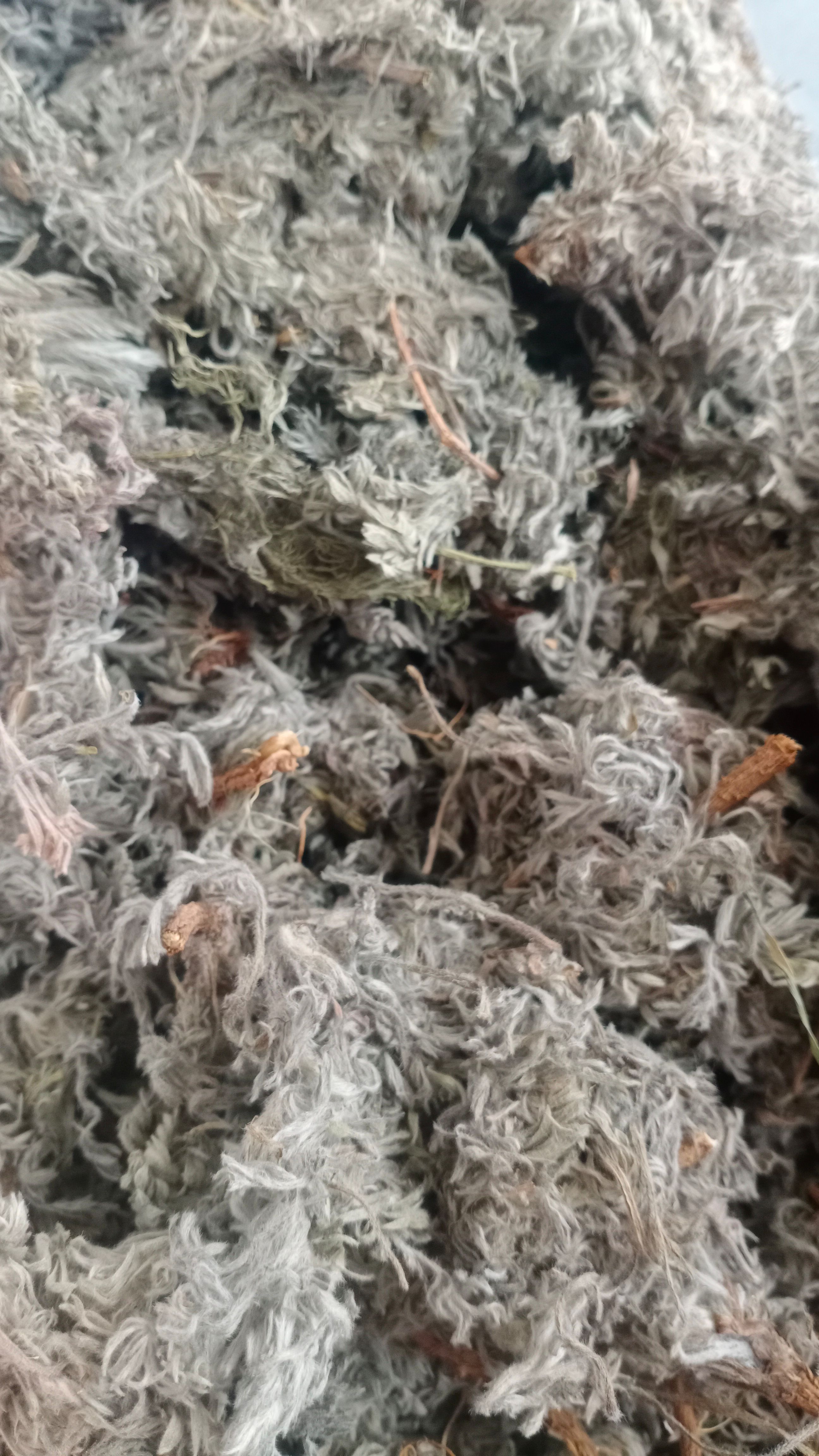 【菌陈】产地山西实物拍摄一手货源大货供应规格齐全量大优惠。