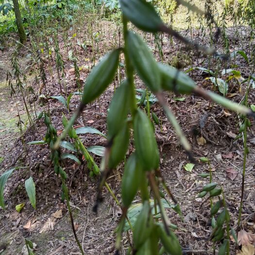 四川大叶毛慈姑，黄花，紫花品种阳光果荚出售，欢迎采购。