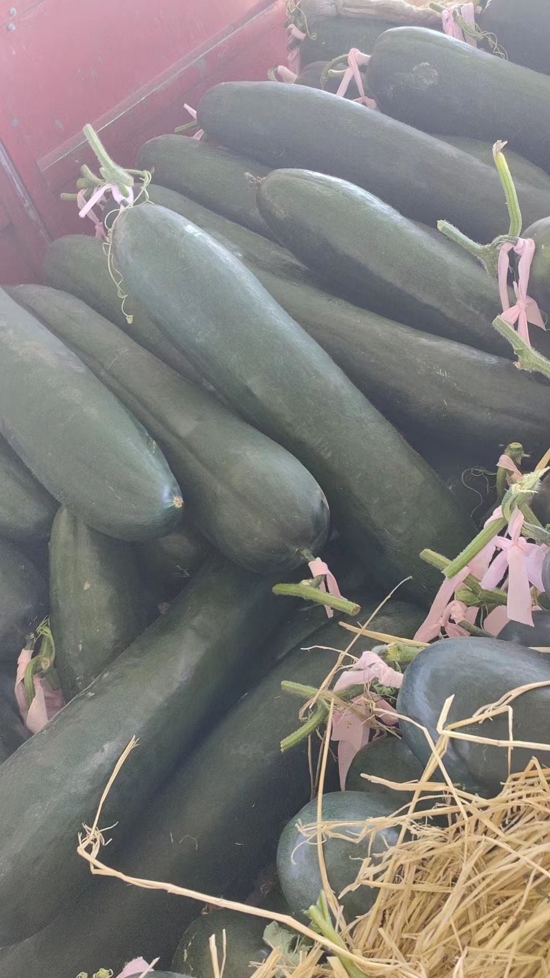 黑皮铁心吊冬瓜