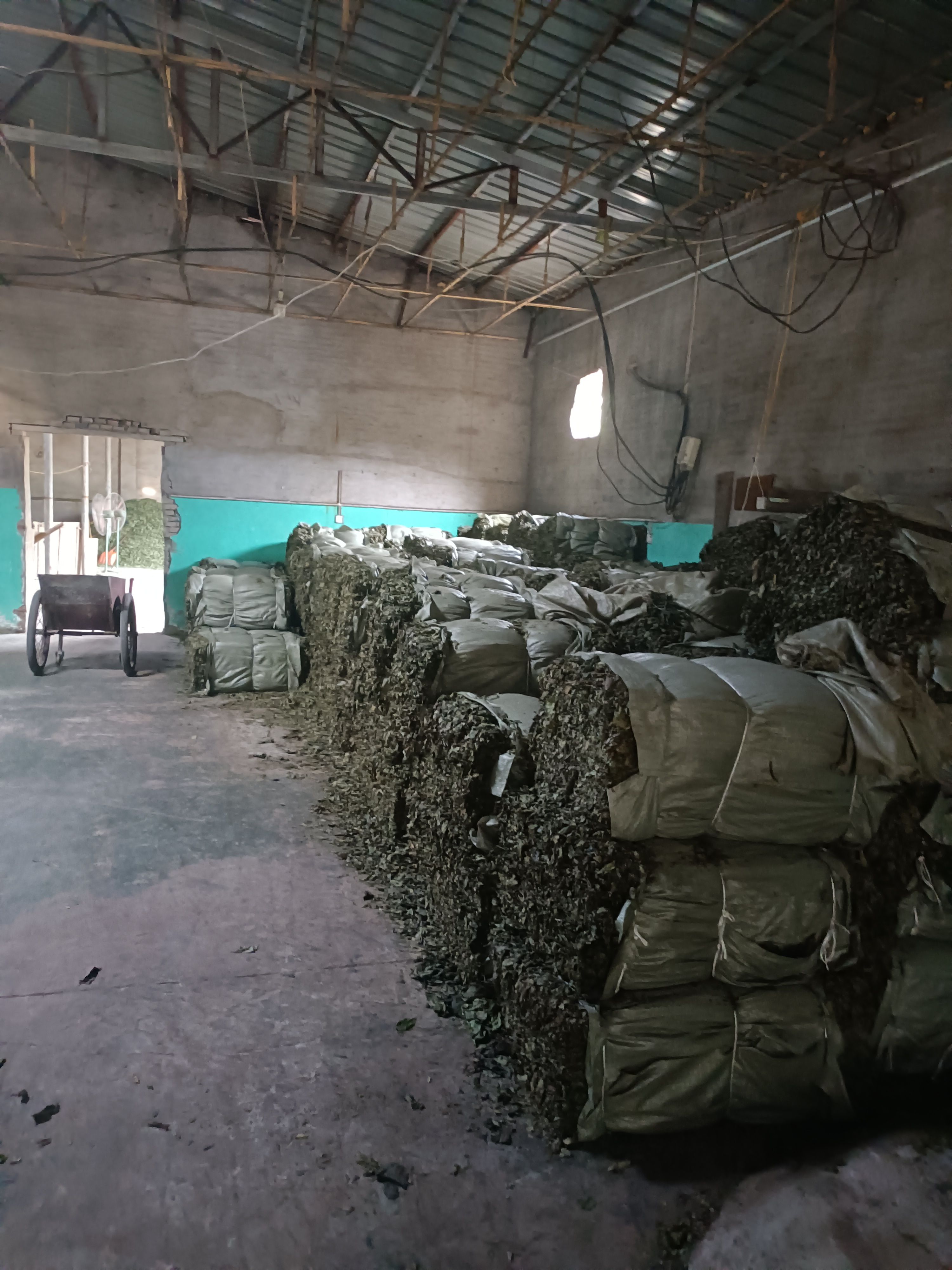 杜仲叶干货，量大从优，常年经营。