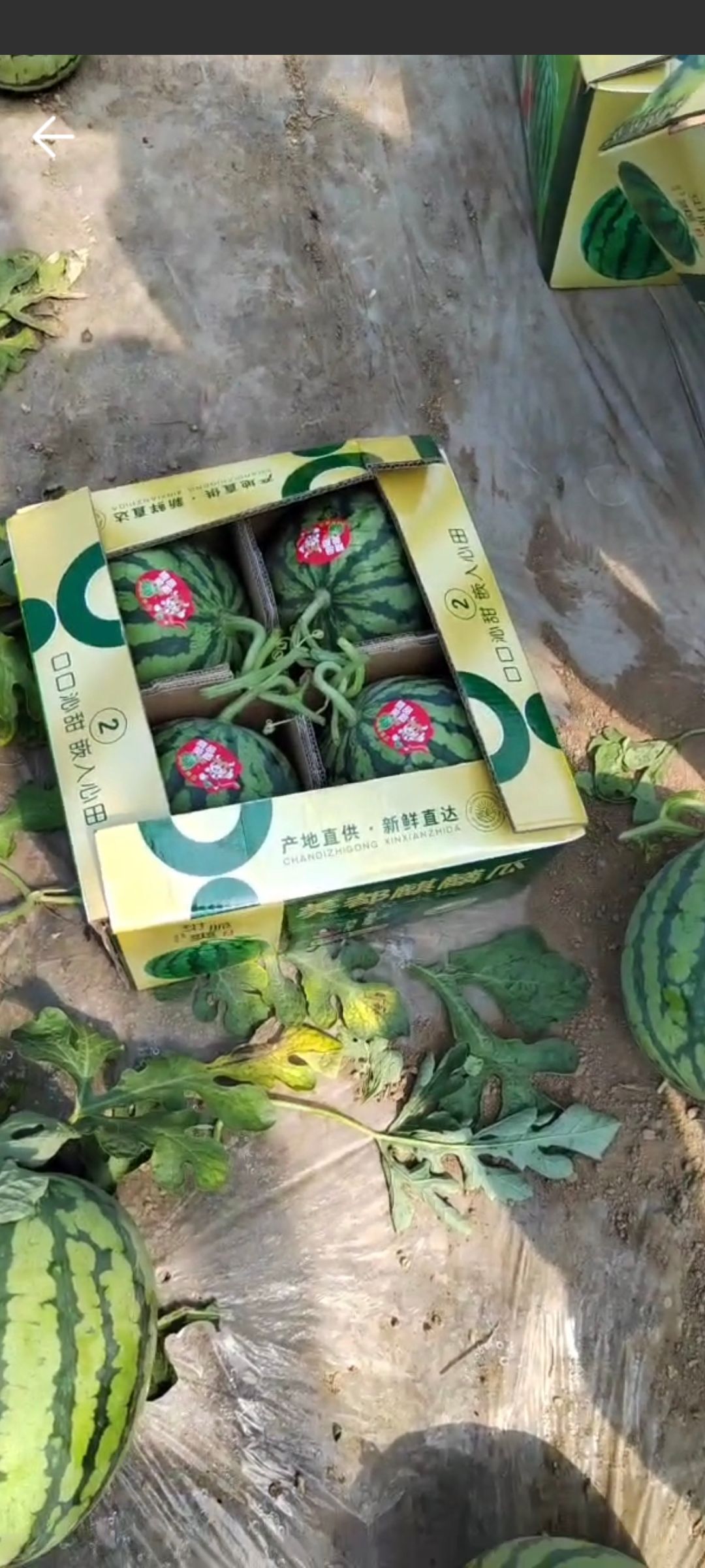 麒麟美都
