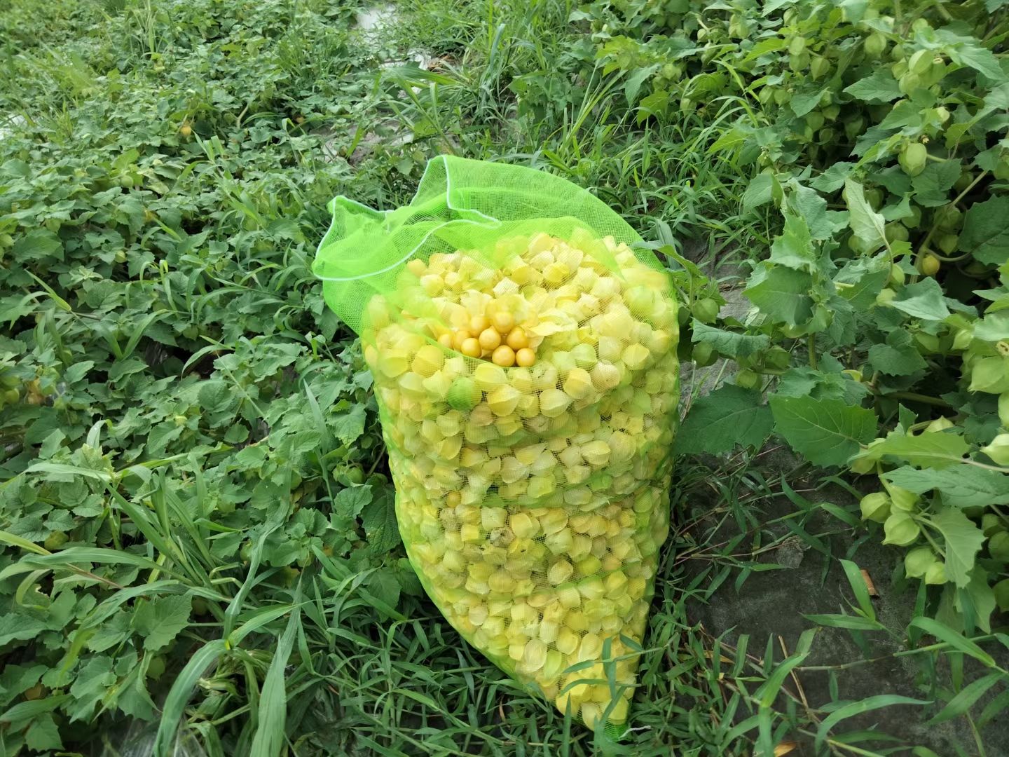 菇娘果，东北洋菇娘