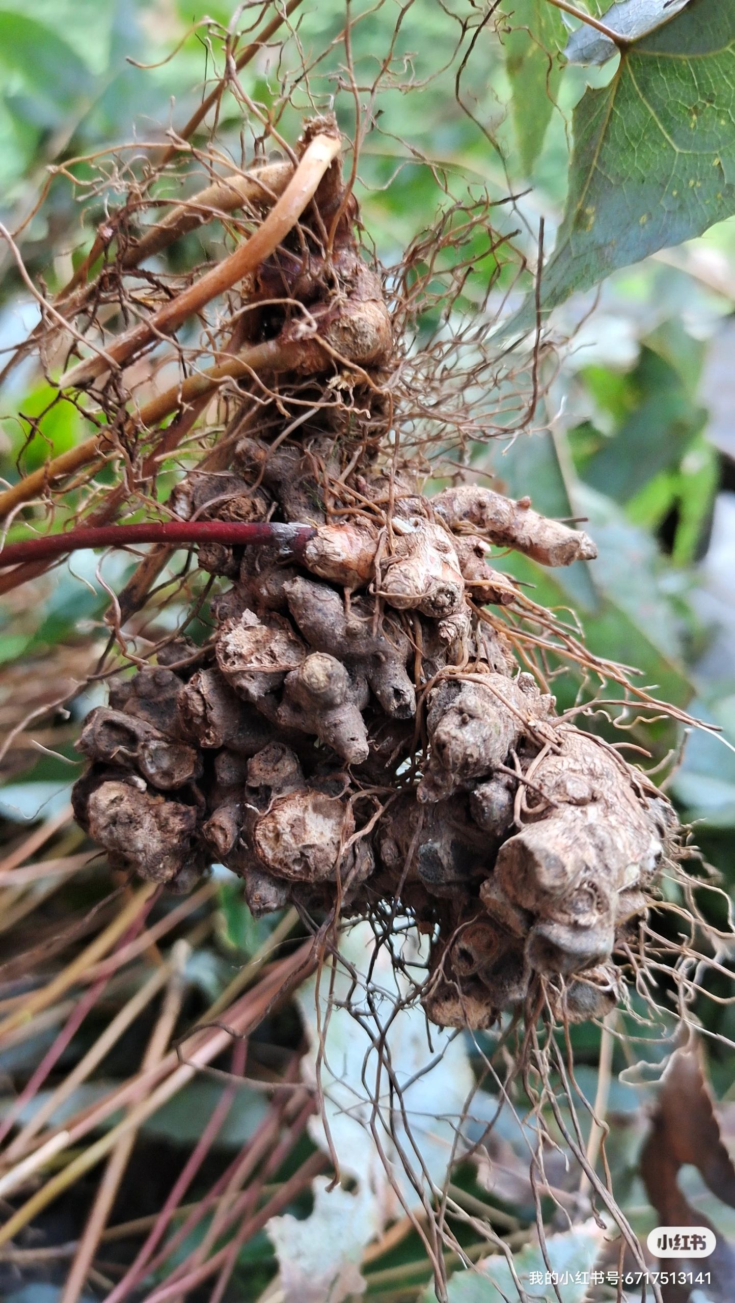 大山老林淫阳霍