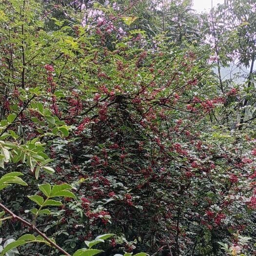 云龙县有需要花椒鲜货干的请联系