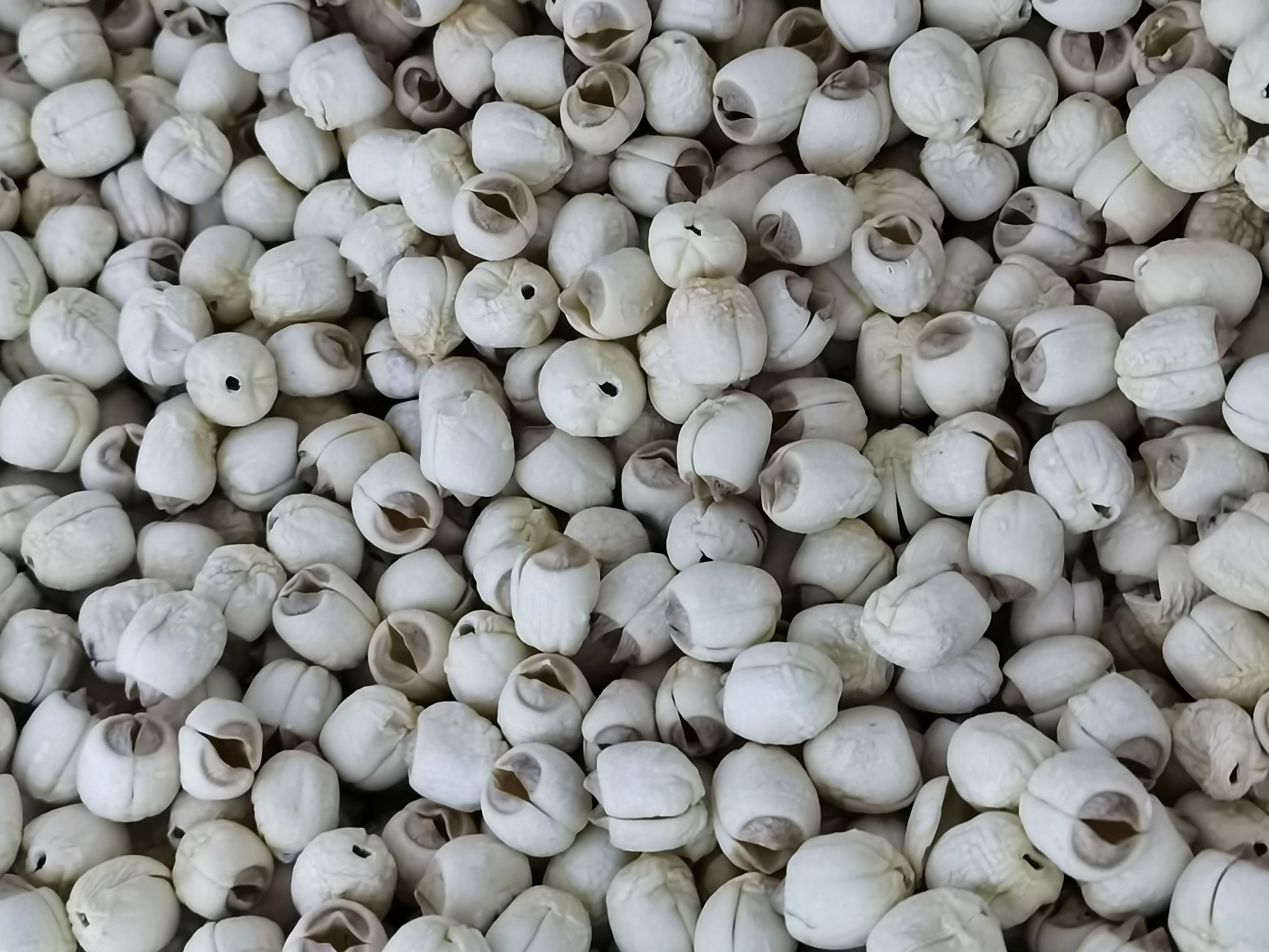 24年新莲子江西广昌白莲，建宁白莲批发