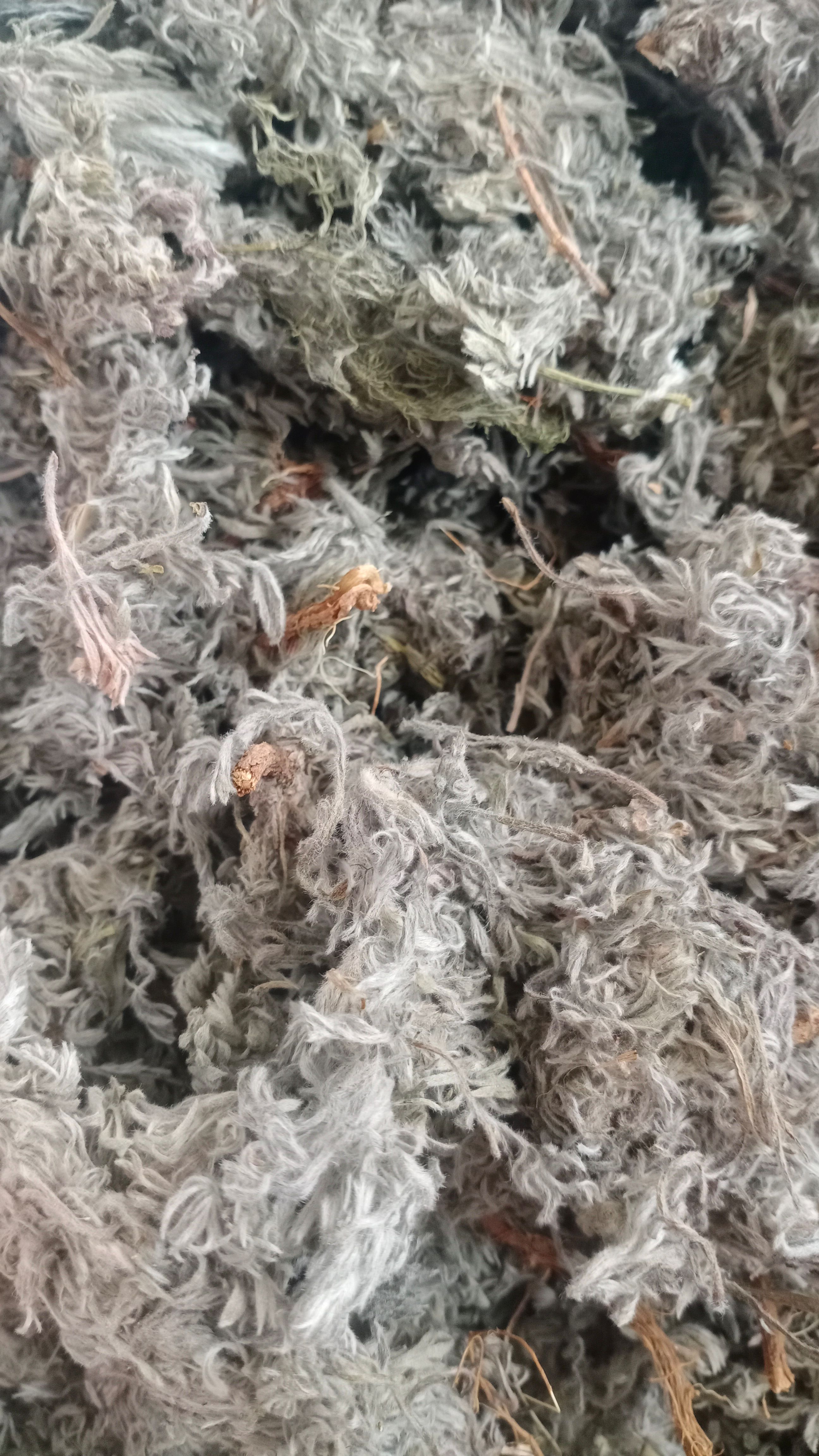 【菌陈】产地山西实物拍摄一手货源大货供应规格齐全量大优惠。