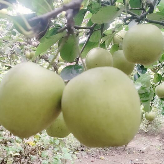 巨鹿县梨