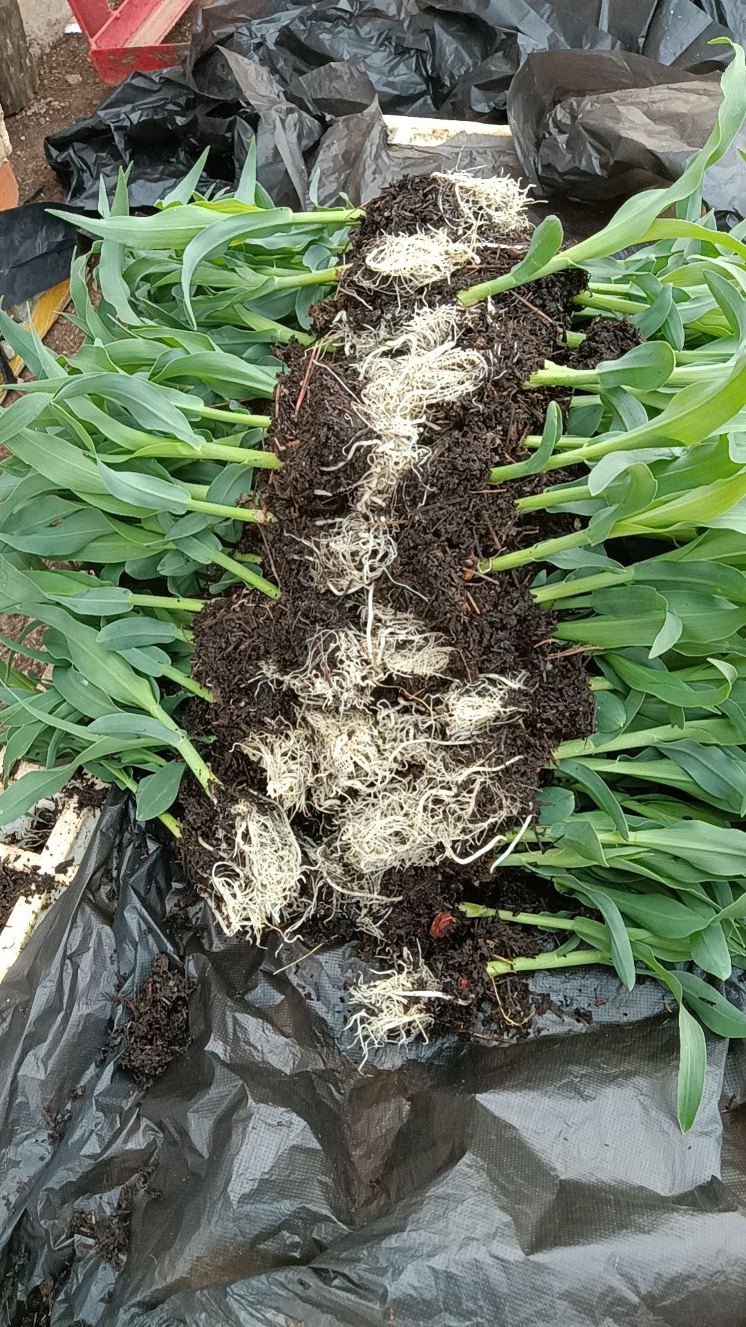 甜脆玉米苗