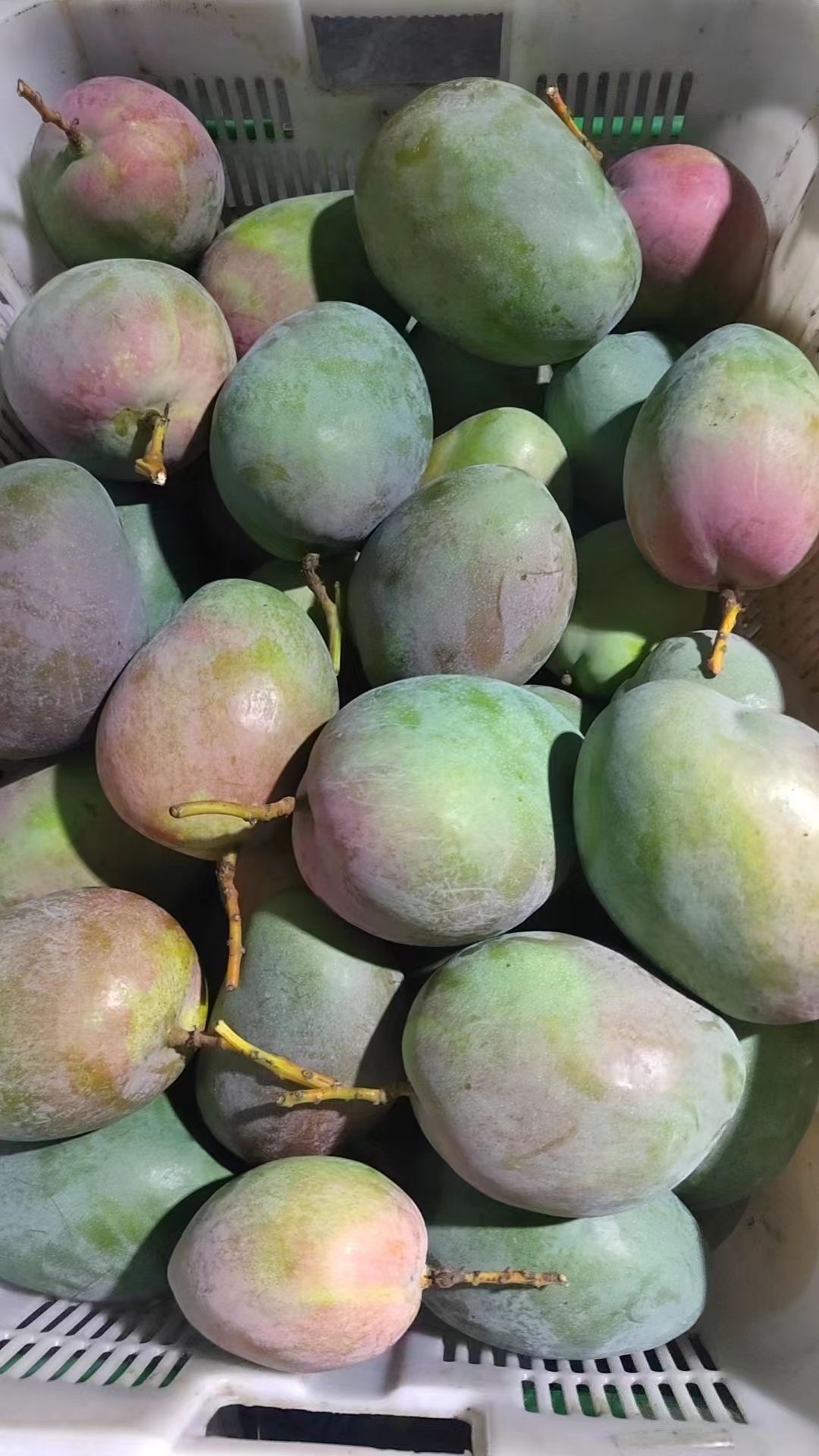 攀枝花凯特芒果产地直发凯特芒 批发不包邮 【可一件代发】