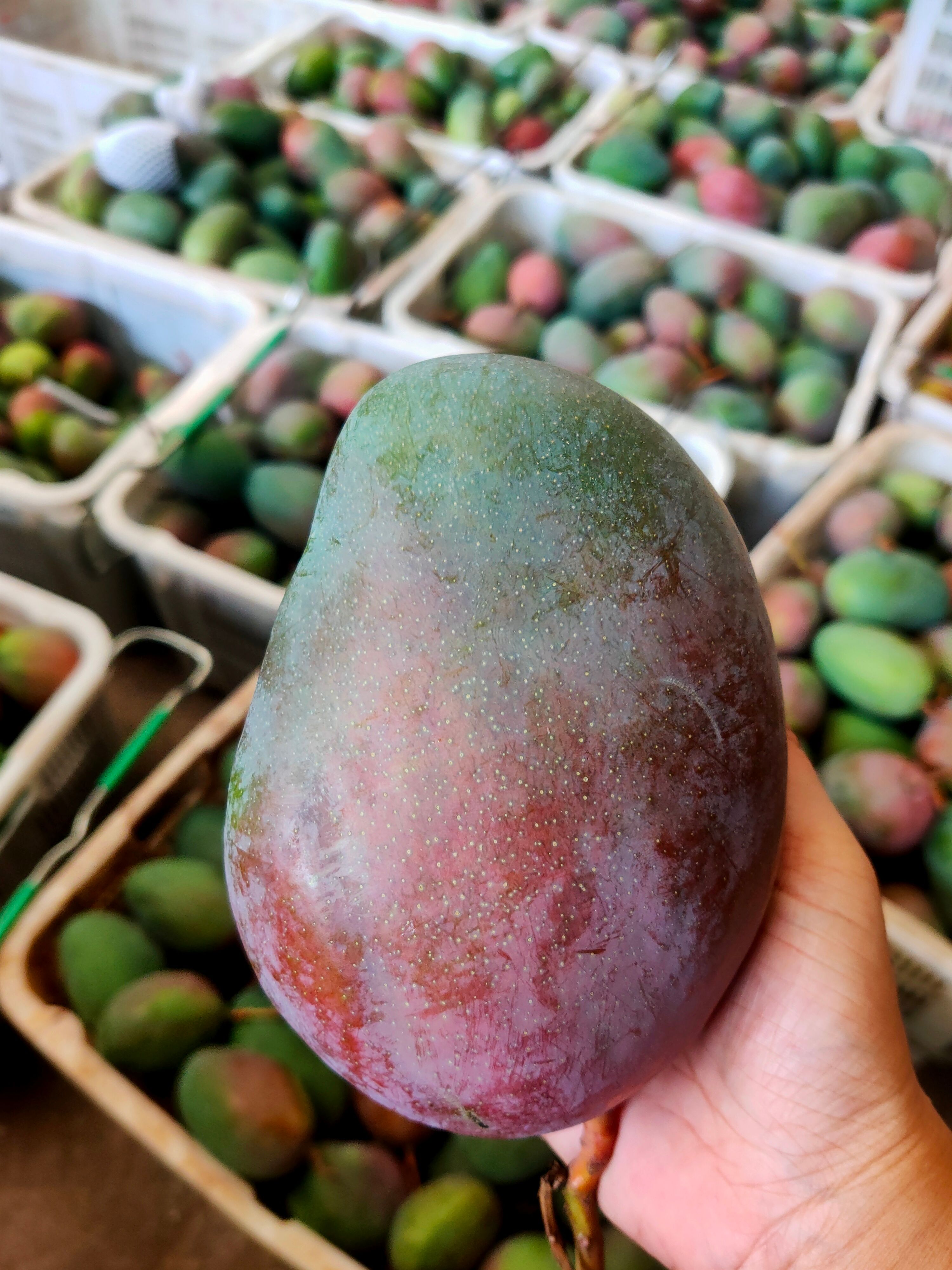 攀枝花凯特芒果产地直发凯特芒 批发不包邮 【可一件代发】