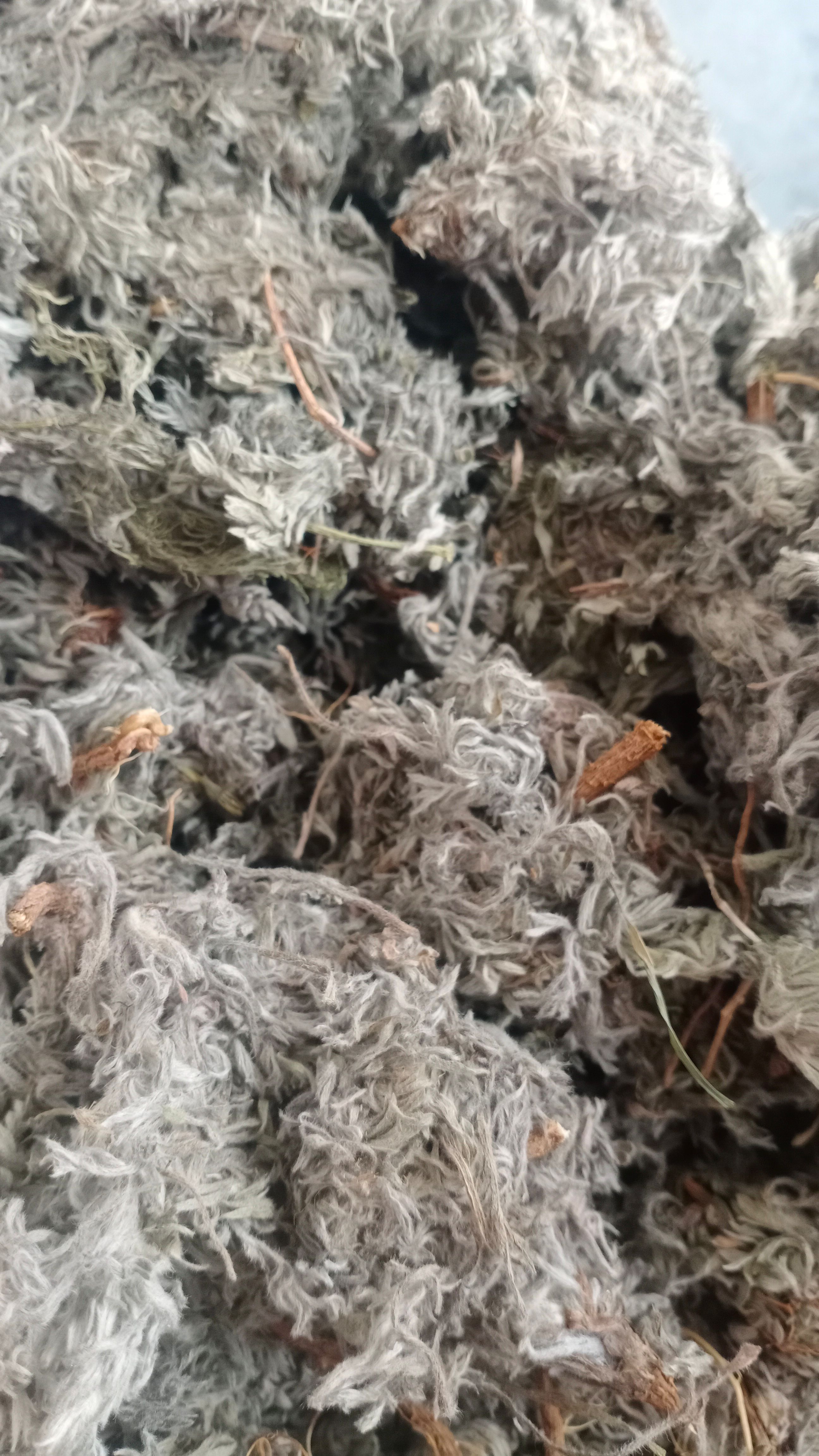 【菌陈】产地山西实物拍摄一手货源大货供应规格齐全量大优惠。