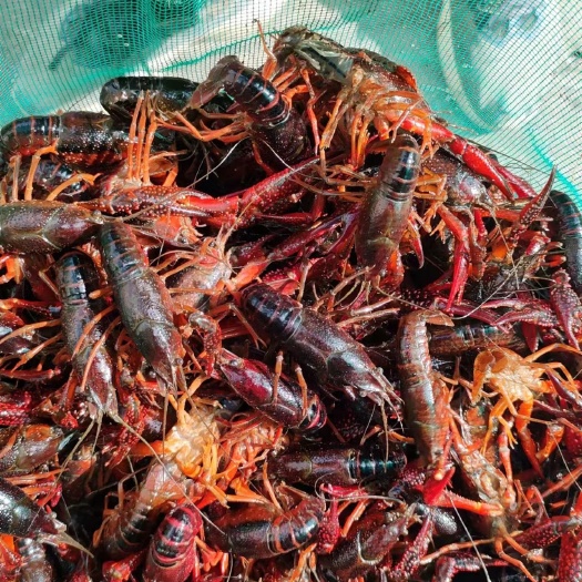 上海龙虾大量供货234，4以上通货，每天有几千斤，需要的可以联系