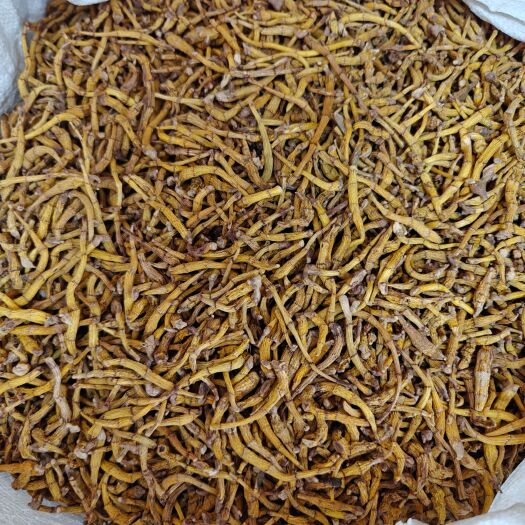普宁市虎牙石斛 丁条 颜色好 选装货