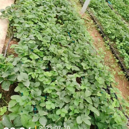 沂源县草莓苗，品种保证