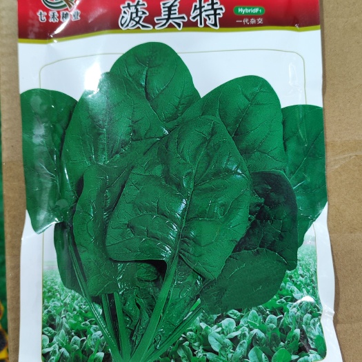 眉山七禾杂交黑叶大圆叶菠菜种子/波美特//