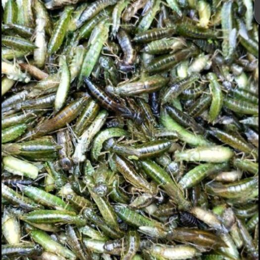 通榆县速冻水蜻蜓