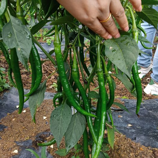 毕节2荆条，荆辣77号