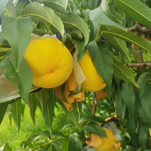 天台县6两以上精品果，口感香甜，桃味十足