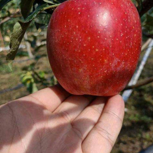 泰安鲁丽苹果苗 早熟苹果苗品种嫁接鲁丽苹果苗