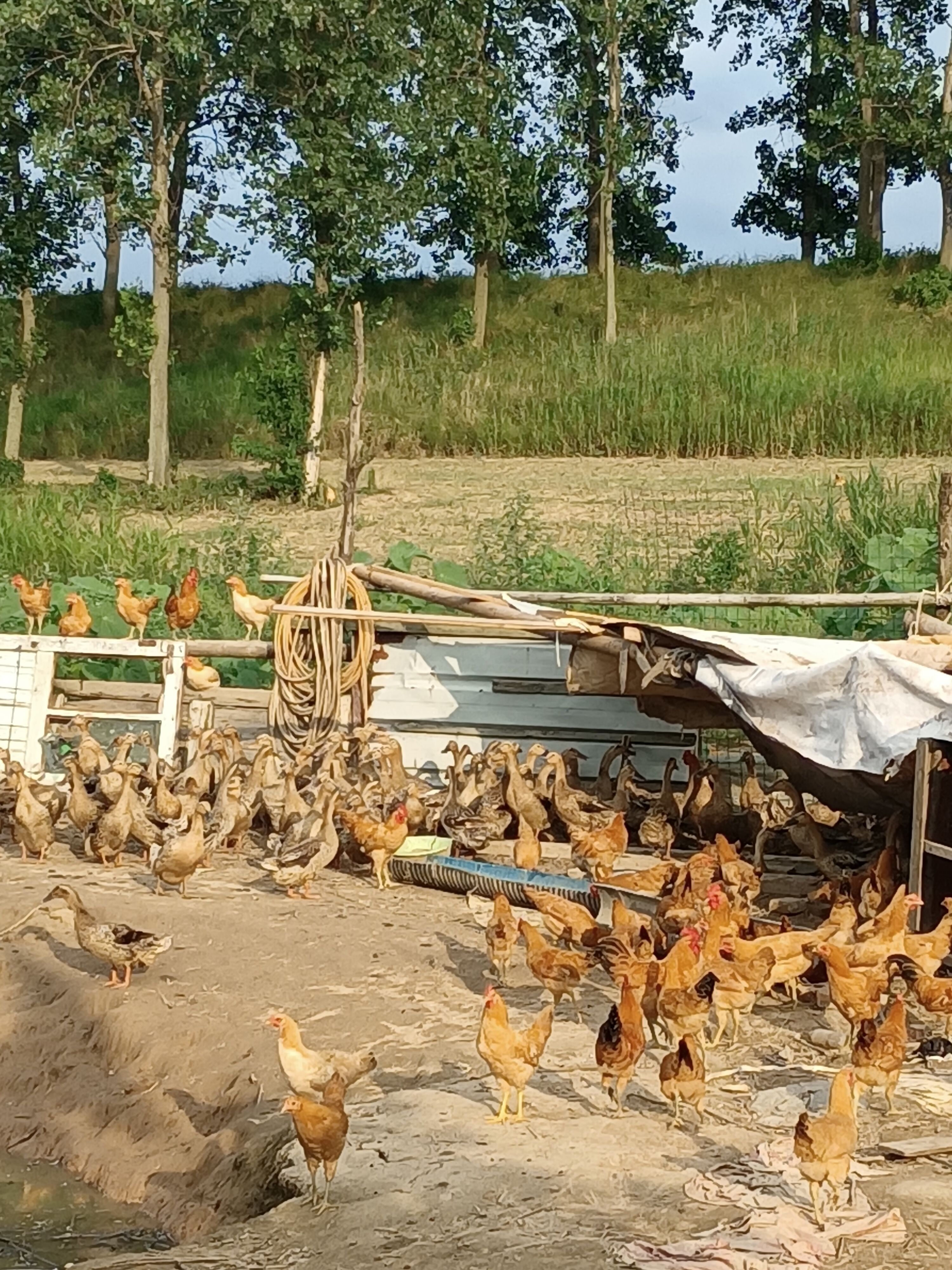 滨海草鸡，散养土鸡。